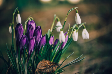 Snowdrops. Crocuses. Spring flowers.