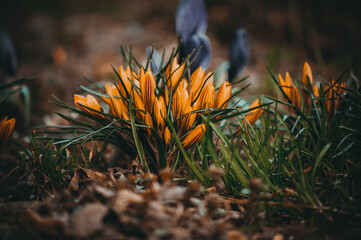 Crocus.Primroses. Spring flowers.