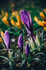 FLOWERS IN THE FOREST. 
FIRST SPRING FLOWER. SNOWDROPS.