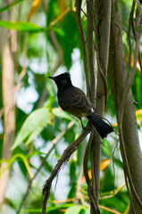 Asian red vented bulbul birds in the jungle,selective focus images.