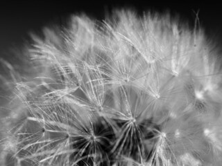 dandelion on black