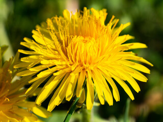 yellow dandelion flower