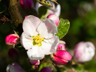 Fototapeta na wymiar a close-up of an apple blossom on an apple tree in spring with sunshine