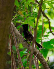 Asian red vented bulbul birds in the jungle,selective focus images.