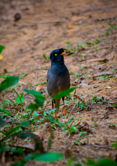 Beautiful jungle myna (shalik) bird on the fild in a jungle, selective focus images.