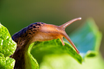 Snail without shell. Leopard slug Limax maximus, family Limacidae, crawls on green leaves. Spring, Ukraine, May