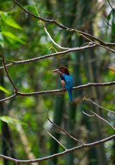 beautiful kingfisher bird siting on the tree in a jungle, selective focus images.