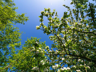 green leaves against blue sky
