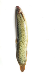 Loaches are fish of the superfamily Cobitoidea, this is a delicious fish in Viet Nam