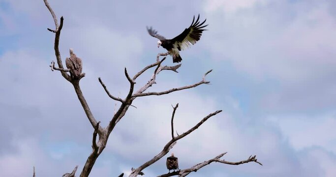 Slow motion of rare white face vulture on tree preparing to fly. Africa Safari