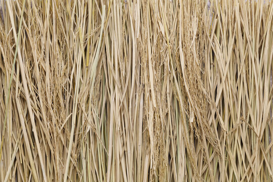 rice straw, fuel for cooking light grill bonito