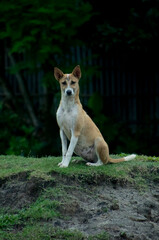 The dog looking very gorgious, selective focus images.