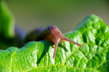 Snail without shell. Leopard slug Limax maximus, family Limacidae, crawls on green leaves. Spring, Ukraine, May
