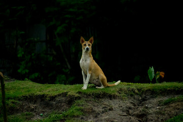 The dog looking very gorgious, selective focus images.