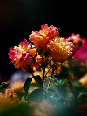 ガーデンローズの三兄弟