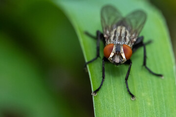 Housefly