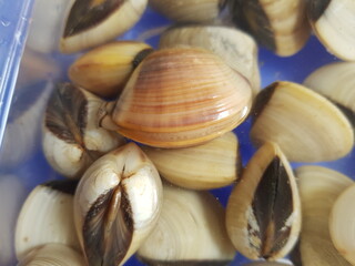 The ocean quahog (Arctica islandica) is a species of edible clam, a marine bivalve mollusk in the family Arcticidae 