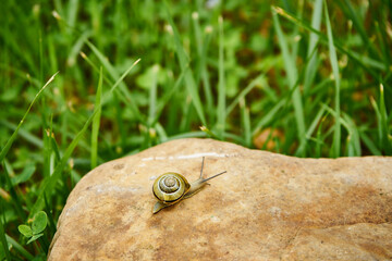 ślimak winniczek, Helix pomatia © Marcin Łazarczyk