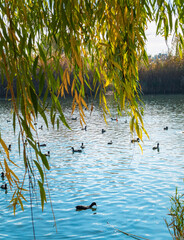 ducks swim in the lake under the willow in the park
