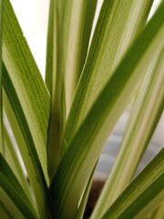 close up of green leaves