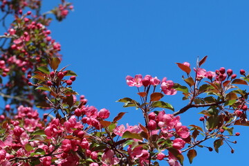 pink flowers against blue sky