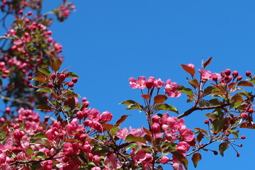 Obraz na płótnie Canvas pink flowers against blue sky