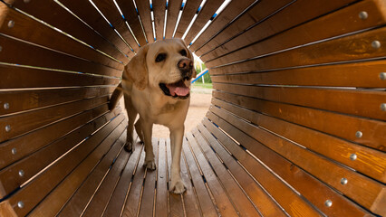 A labrador dog in a tunnel is playing in the park 