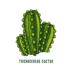 Trichocereus pachanoi or san pedro cactus icon - obrazy, fototapety, plakaty