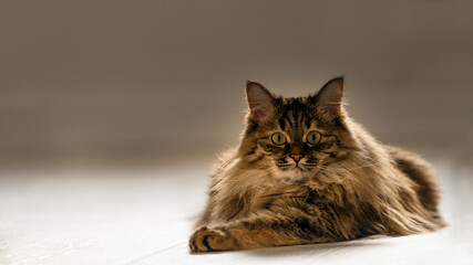 portrait of Siberian of a cat . resting on the floor of the house