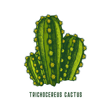 Trichocereus pachanoi or san pedro cactus icon