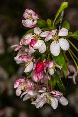 Flowers of Japanese Flowering Crabapple (Malus x floribunda)