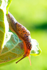 Macro shot of a large long slug, leopard slug Limax maximus, family Limacidae, crawling on green leaves. Spring, Ukraine, May