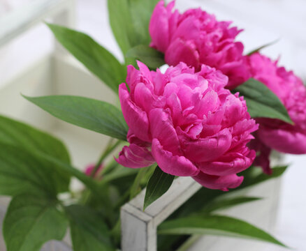 peony flowers in a wooden box bouquet, basket, bouquet of flowers on a white background,