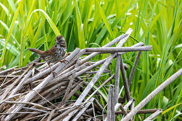Perching Song Sparrow (Melospiza melodia)
