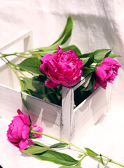 a bouquet of peony flowers in a box on a white background, floristic composition of flowers, flower delivery