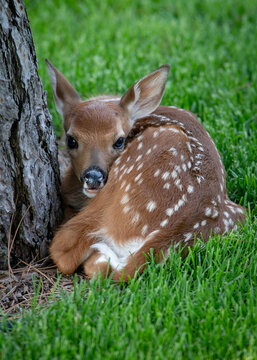 Fawn resting in the grass