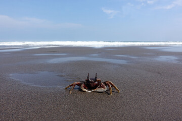 Crab on the beach sand.