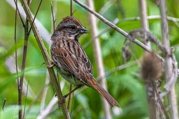 Perching Song Sparrow (Melospiza melodia)