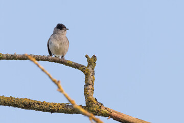 Male blackcap (Sylvia atricapilla) perched on a branch in summer.