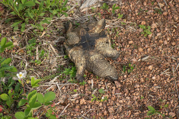 dead upside down turtle on gravel