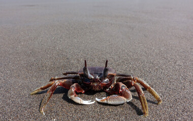 Crab on the beach sand.