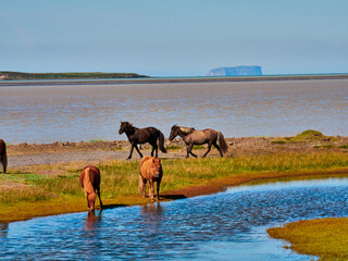 Caballos de Islandia