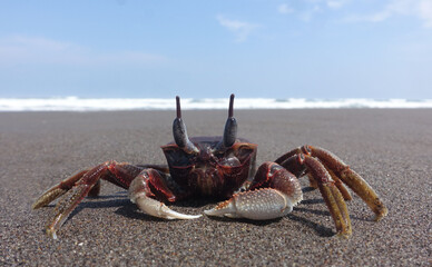 Crab on the beach sand.
