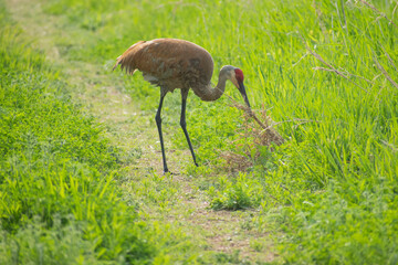 sandhill crane with vegetation in mouth