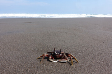 Crab on the beach sand.