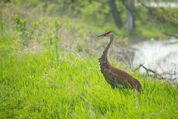sandhill crane in tall grass