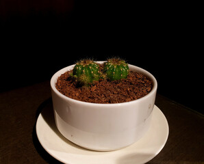 Portrait picture of a small dragon sapling on a black background