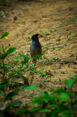 Beautiful jungle myna (shalik) bird on the fild in a jungle, selective focus images.