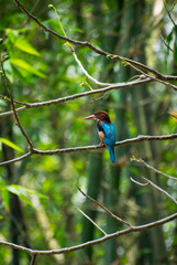 beautiful kingfisher bird siting on the tree in a jungle, selective focus images.