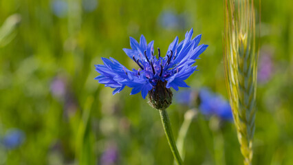 Błękitny kwiat chabru obok kłosa zboże w zieleni. © Ryszard